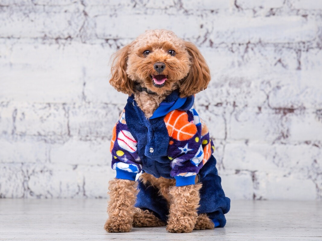 Hund mit Jacke