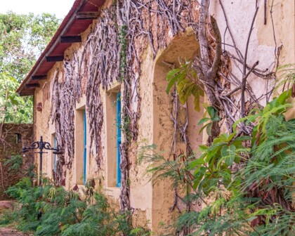 Verlassenes Haus ist mit Pflanzen überwachsen