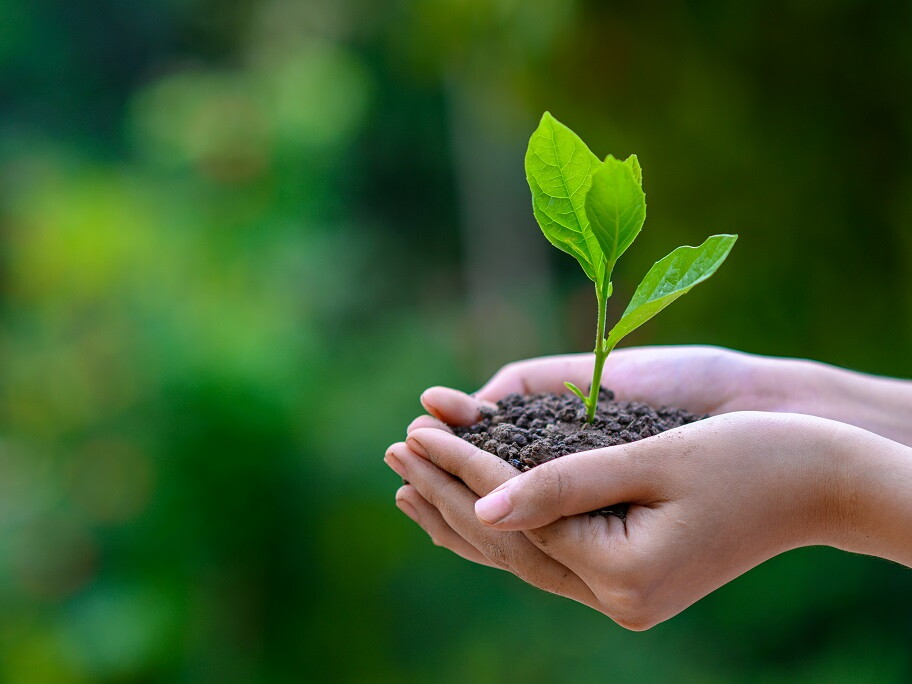 Frau hält Pflanze und Erde in der Hand