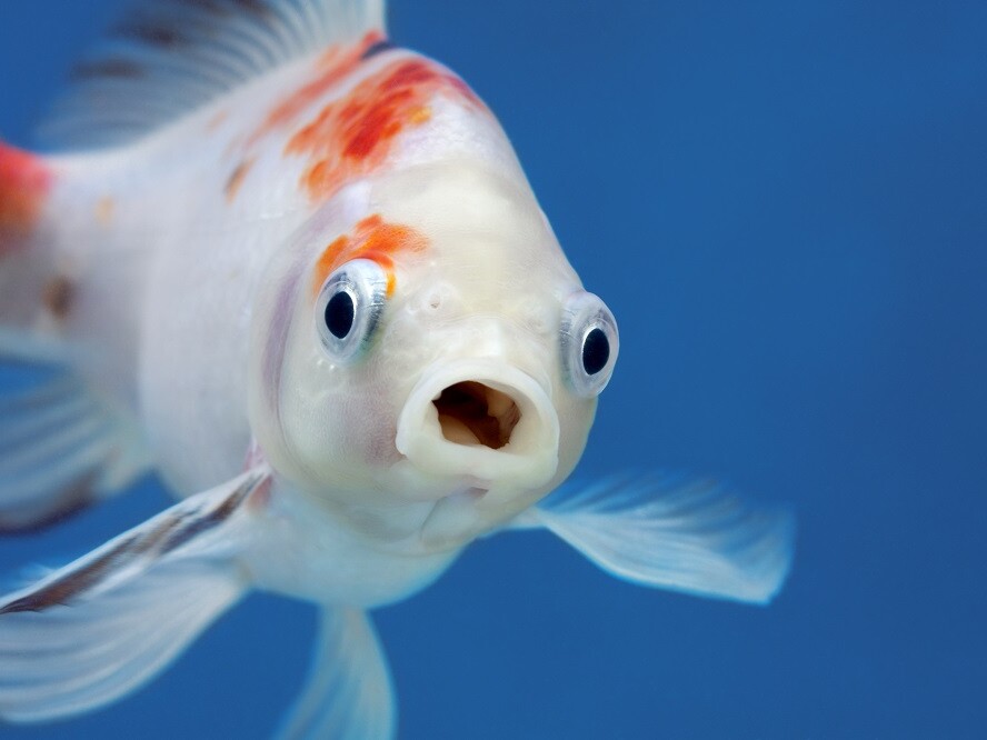 Goldfisch von vorn