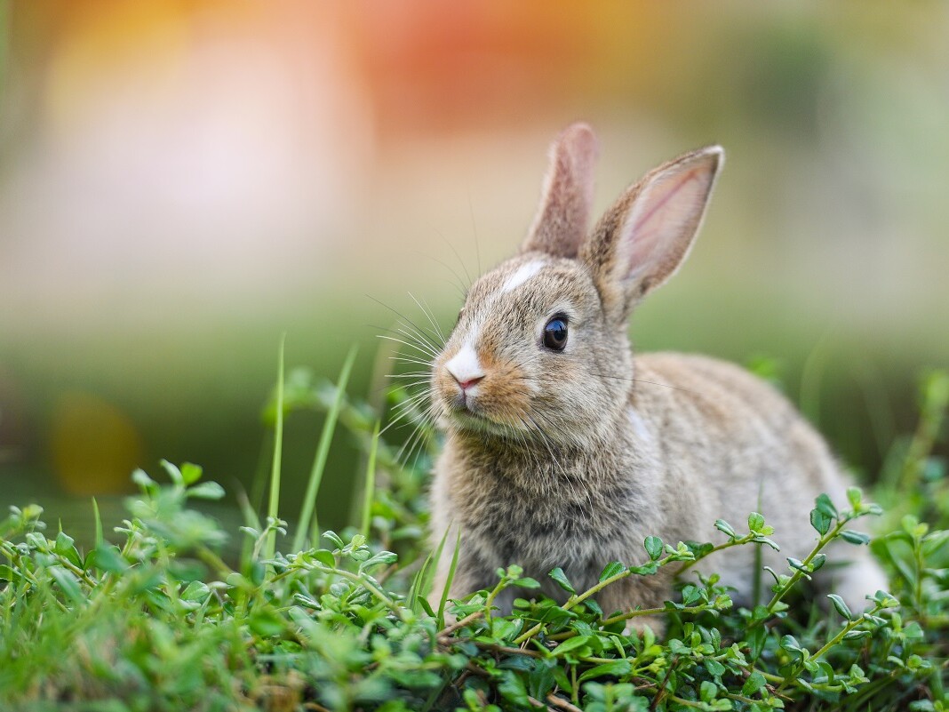 Kaninchen im Gras