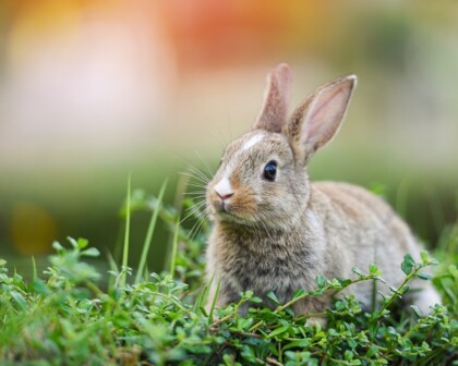 Kaninchen im Gras