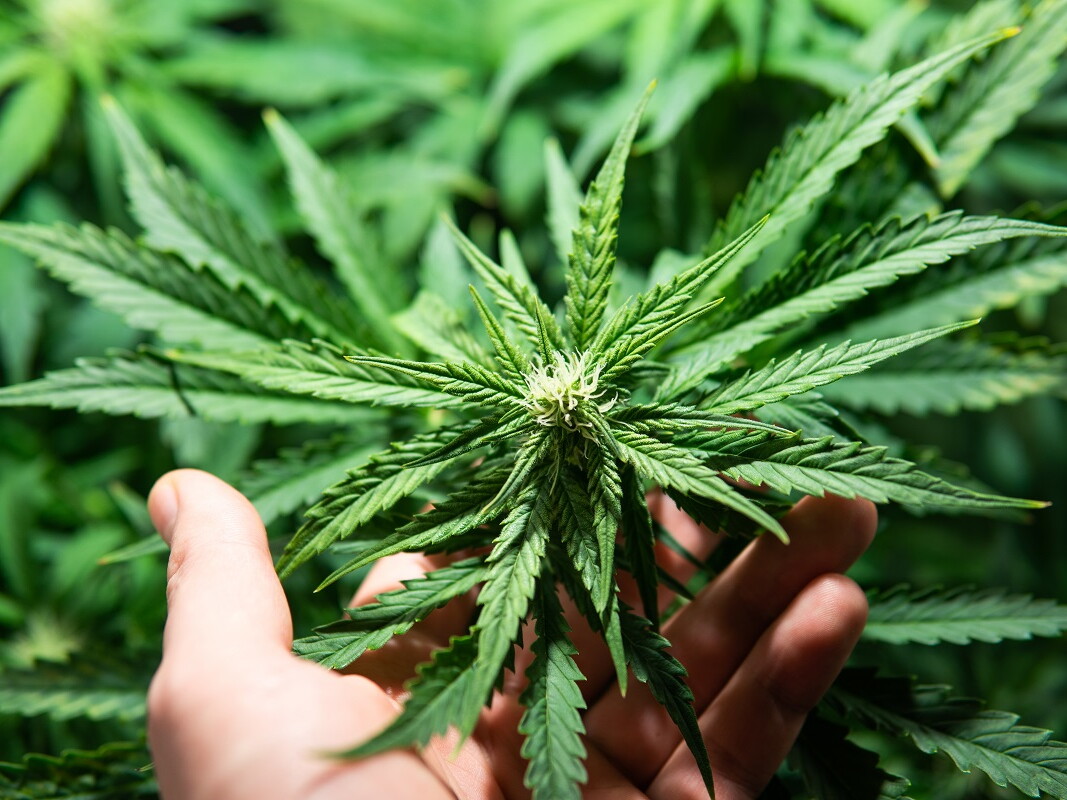 Marihuana Pflanze